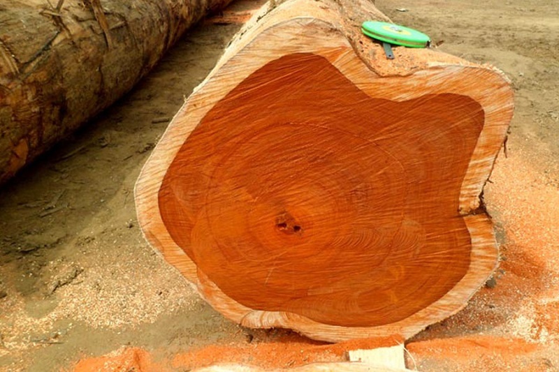 loại gỗ bền nhất